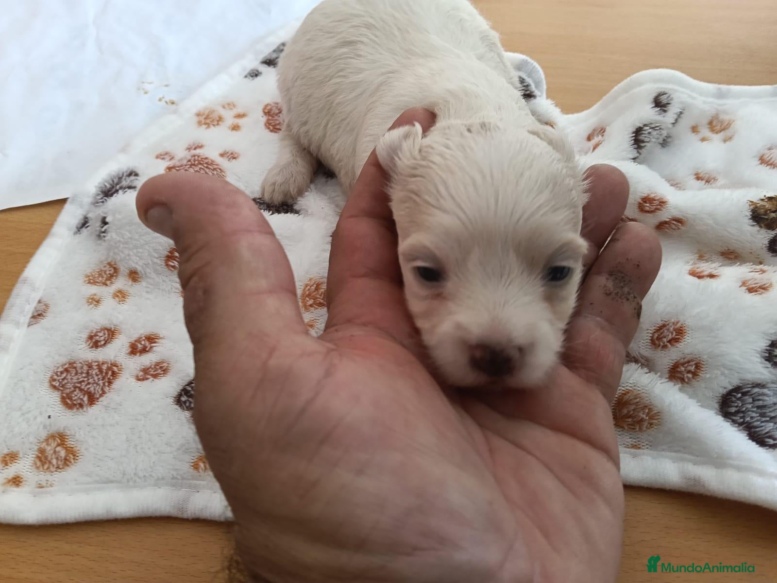 Maltipoo perros Cachorr@s maltipu - Anuncio 19