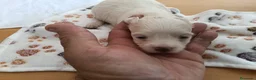 Maltipoo perros en venta: Cachorr@s maltipu - Anuncio 1