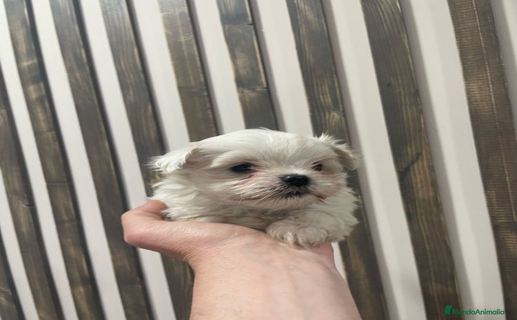 Bichón Maltés perros - Anuncio 2
