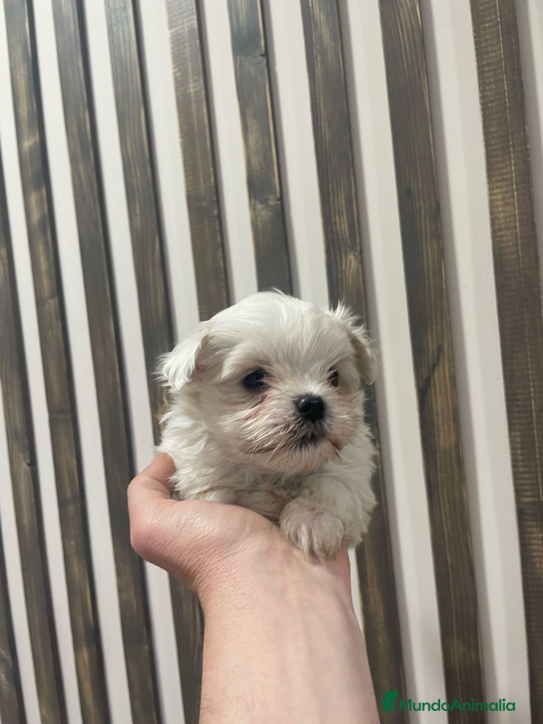 Bichón Maltés perros en venta: bichon maltes coreano  - Imagen 1
