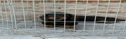 Teckel Miniatura perros en venta: Cachorros teckel pelo duro  - Anuncio 2