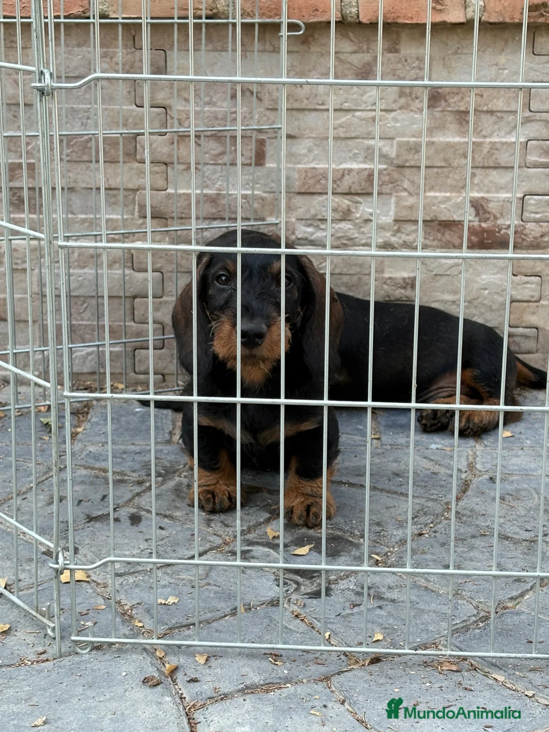 Teckel Miniatura perros en venta: Cachorros teckel pelo duro  - Anuncio 2