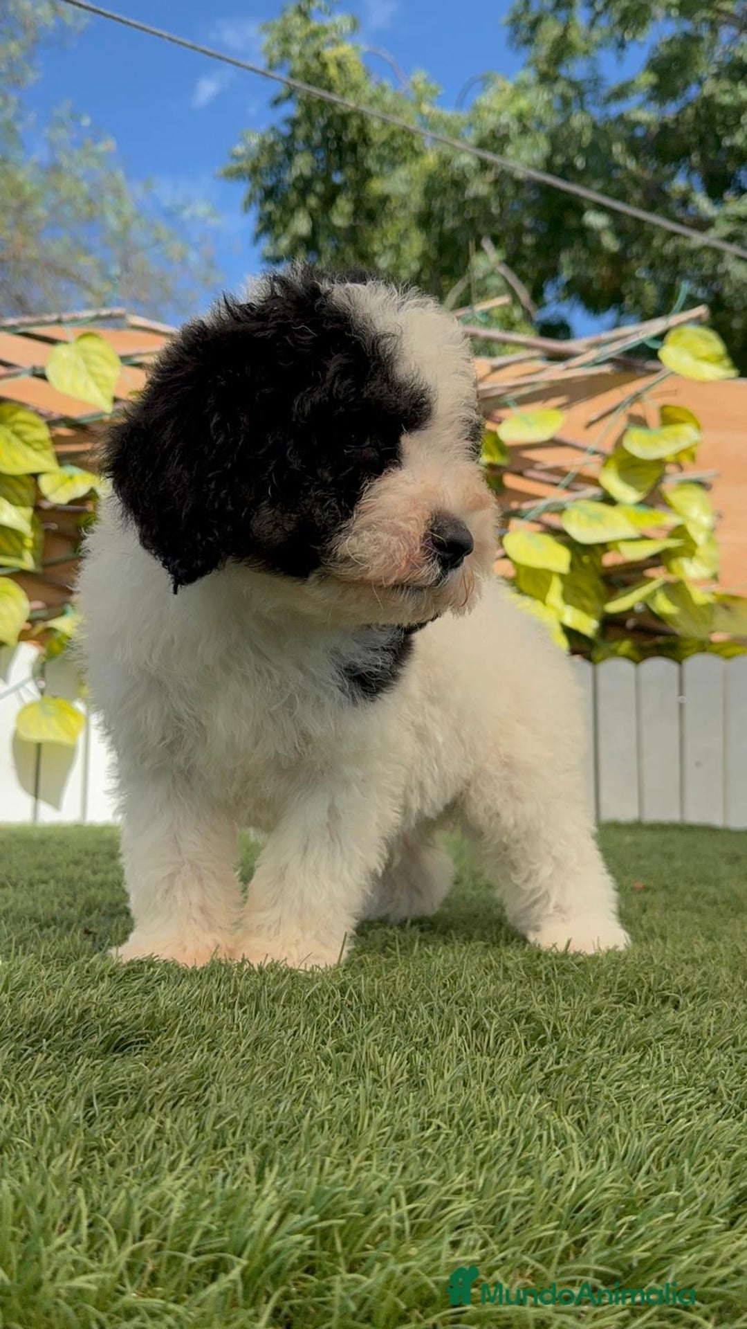 Perro de Agua Español perros en venta: PERRO DE AGUA MACHO - Imagen 5