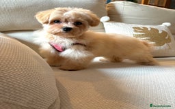 Maltipoo perros en venta: Maltipoo Toy (Tamaño Garantizado) - Imagen 2