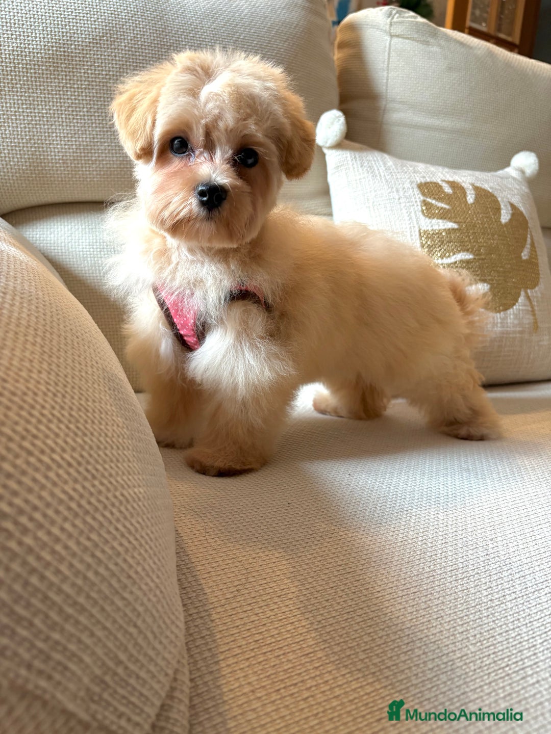 Maltipoo perros en venta: Maltipoo Toy (Tamaño Garantizado) - Imagen 2