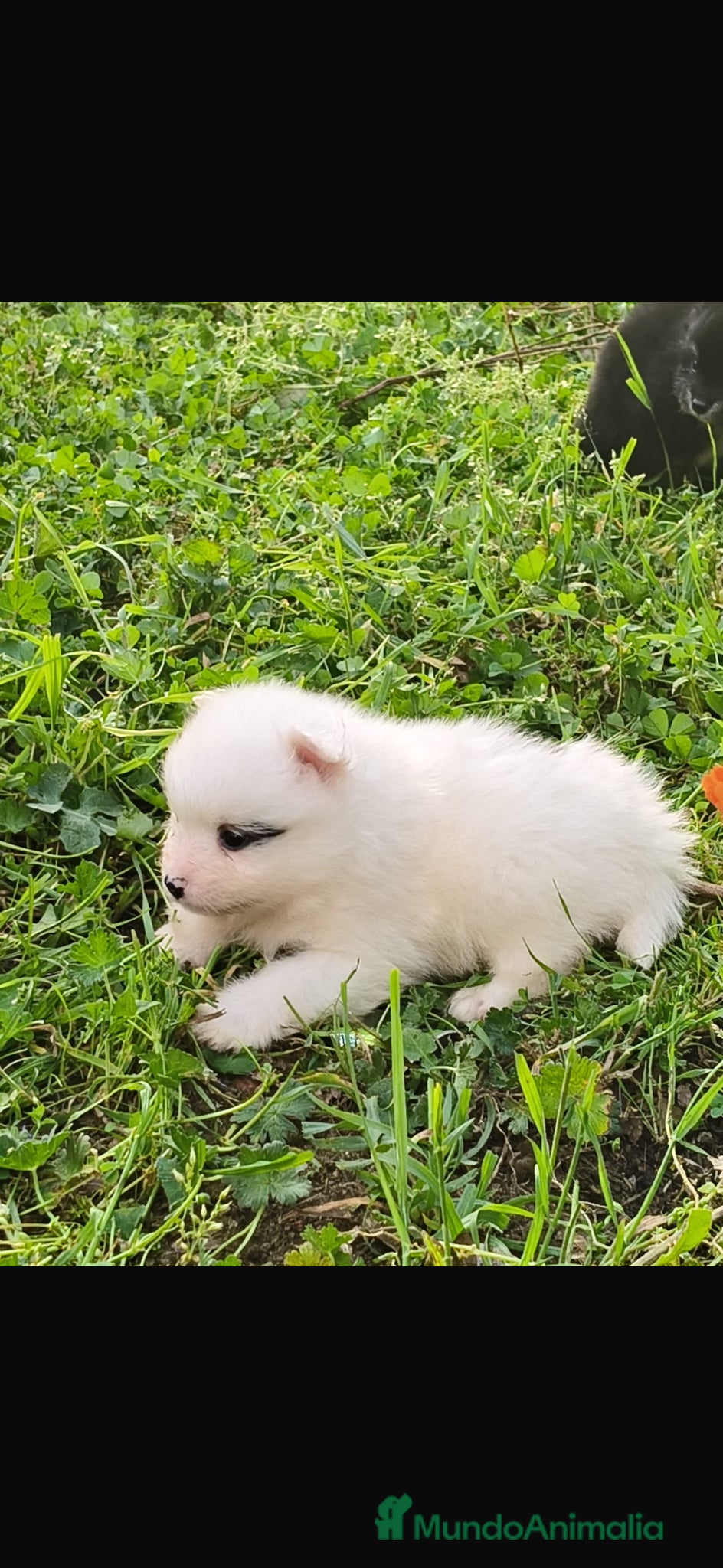 Pomerania perros pomerania  - Anuncio 1
