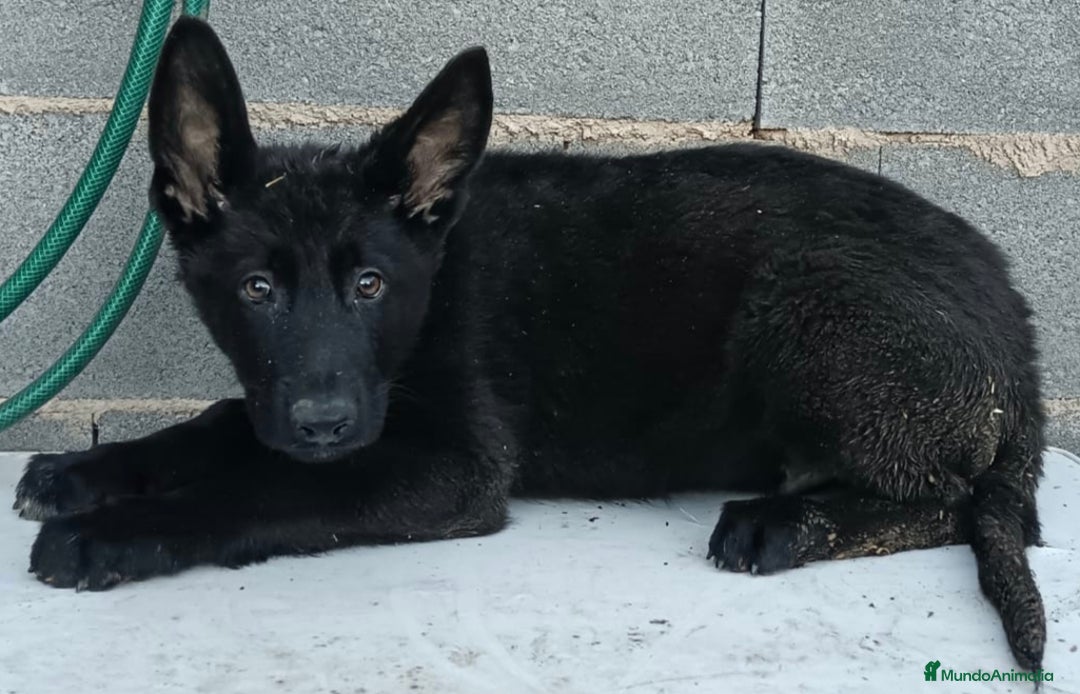 Raza Mixta perros en venta: Pastor alemán con lobo checoslovaco  - Anuncio 2