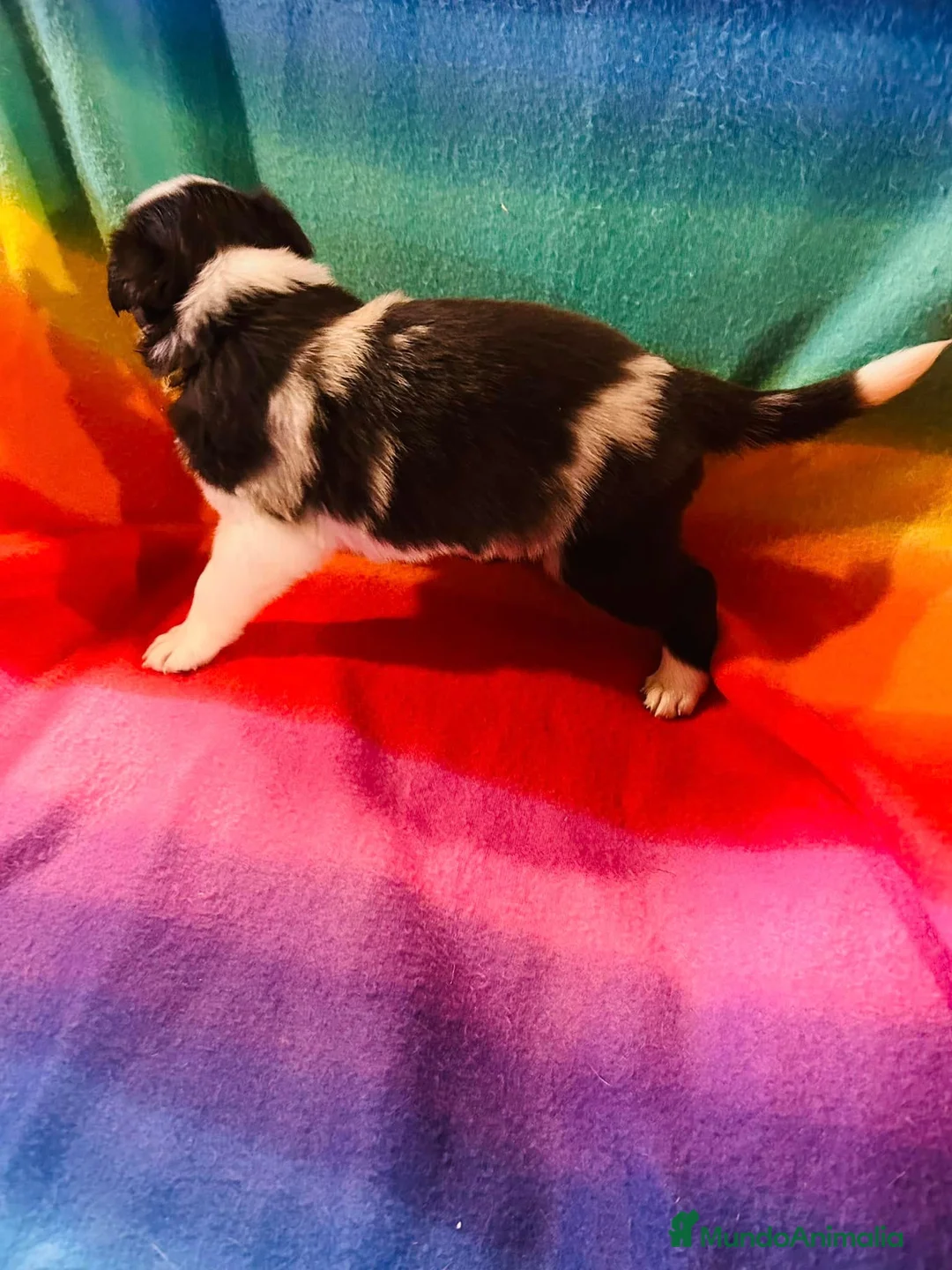 Border Collie perros en venta: Border collie bebes  - Anuncio 5