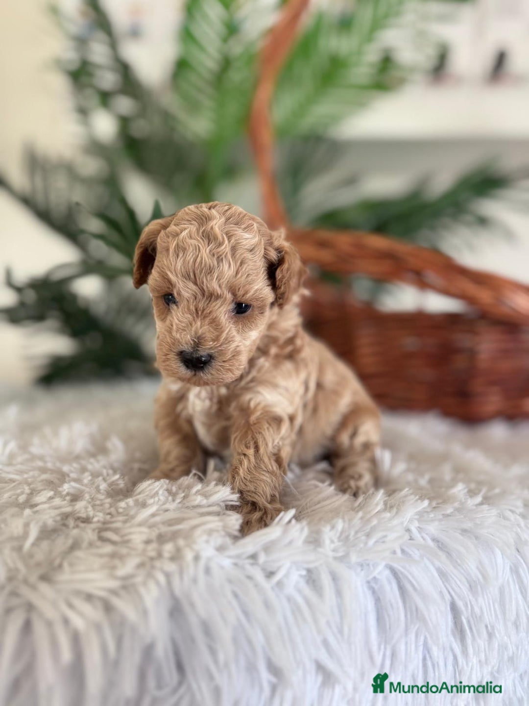 Caniche Toy perros en venta: CANICHE TOY - Anuncio 2