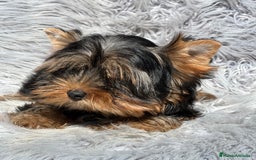 Yorkshire Terrier perros en venta: Yorki mini  - Imagen 2