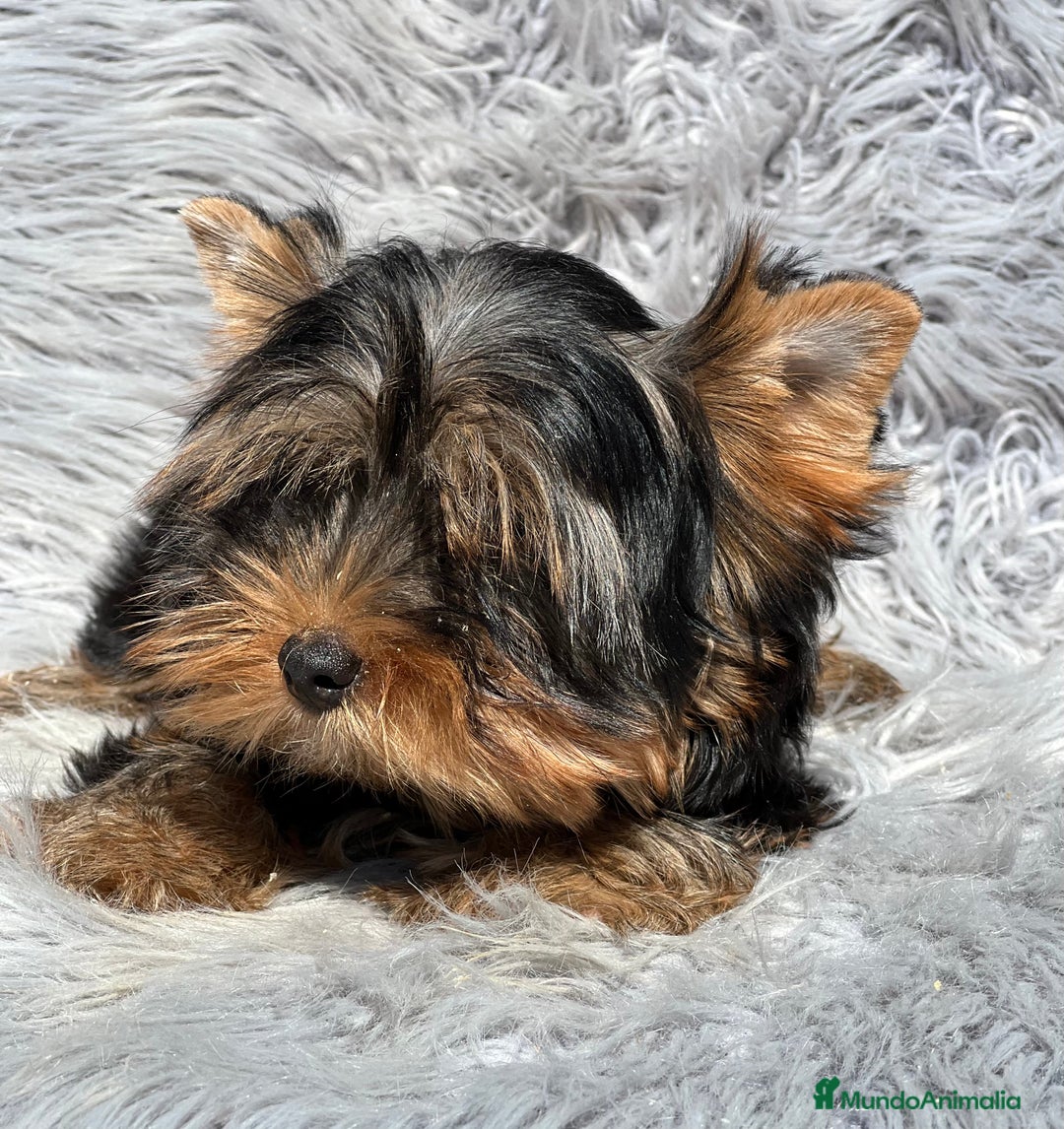 Yorkshire Terrier perros en venta: Yorki mini  - Imagen 2