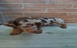 Teckel Miniatura perros en venta: Teckel arlequín chocolate  - Imagen 1