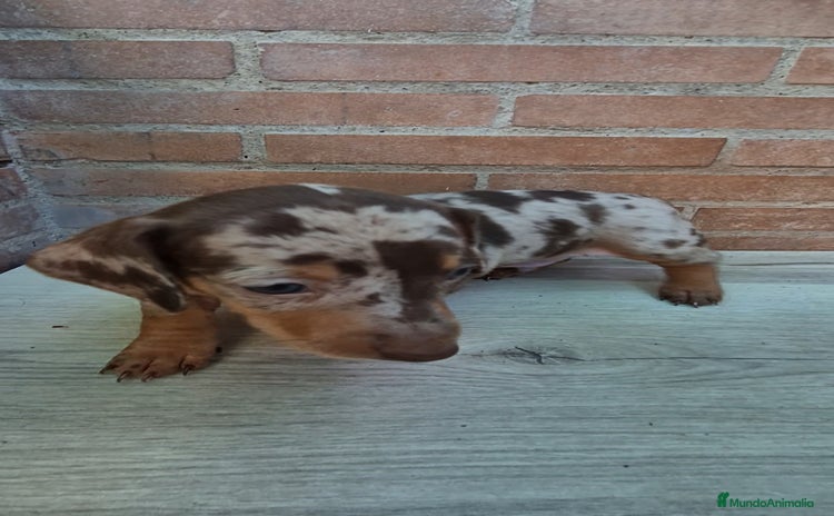 Teckel Miniatura perros - Propaganda 1