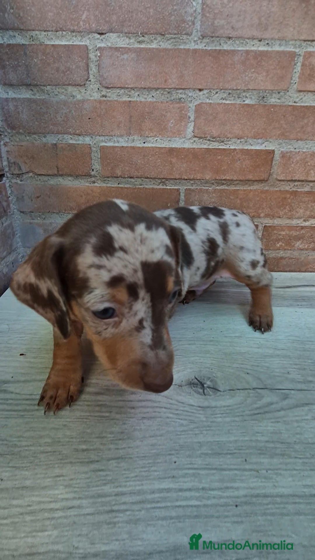 Teckel Miniatura perros en venta: Teckel arlequín chocolate  - Imagen 1