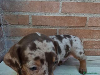 Teckel Miniatura perros Teckel arlequín chocolate miniatura - Anuncio 13