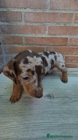 Teckel Miniatura perros - Anuncio 1