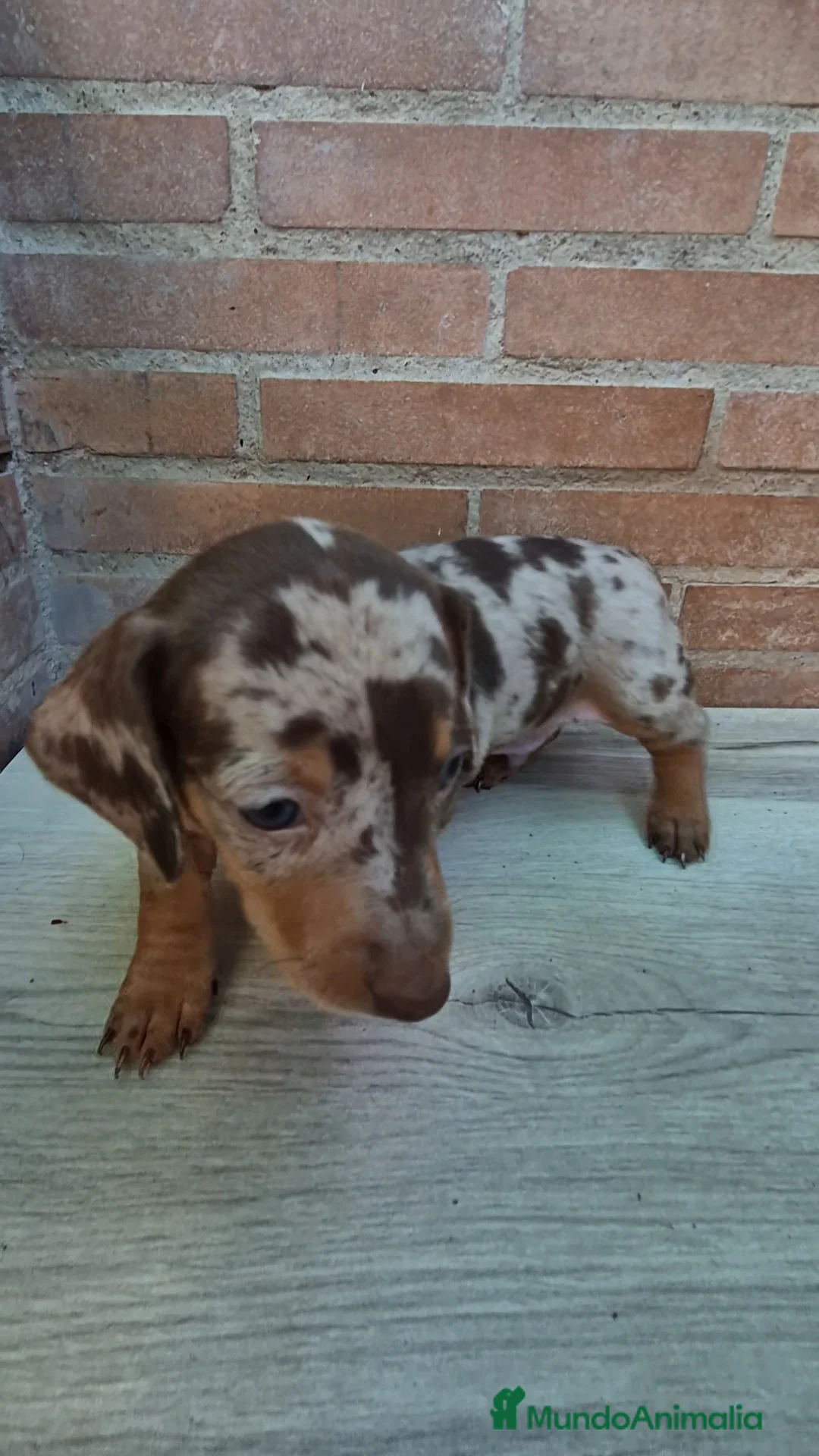 Teckel Miniatura perros en venta: Teckel arlequín chocolate miniatura  - Anuncio 1