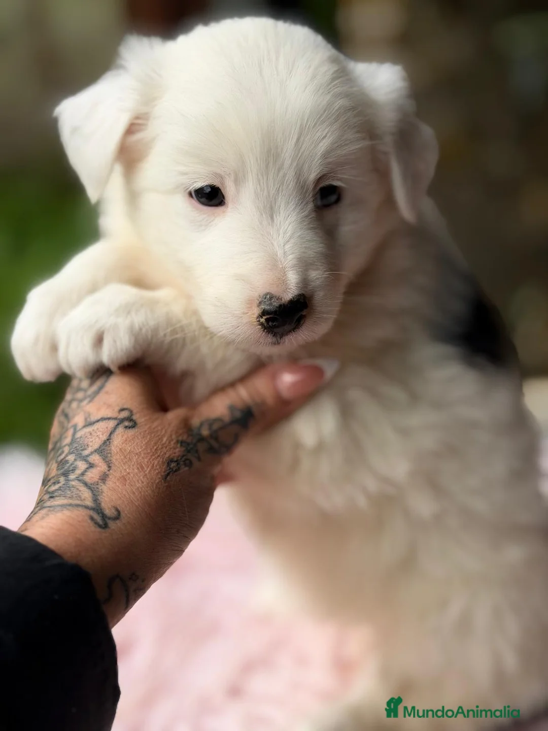 Border Collie perros en venta: BORDER COLLIE BICOLOR - Anuncio 5