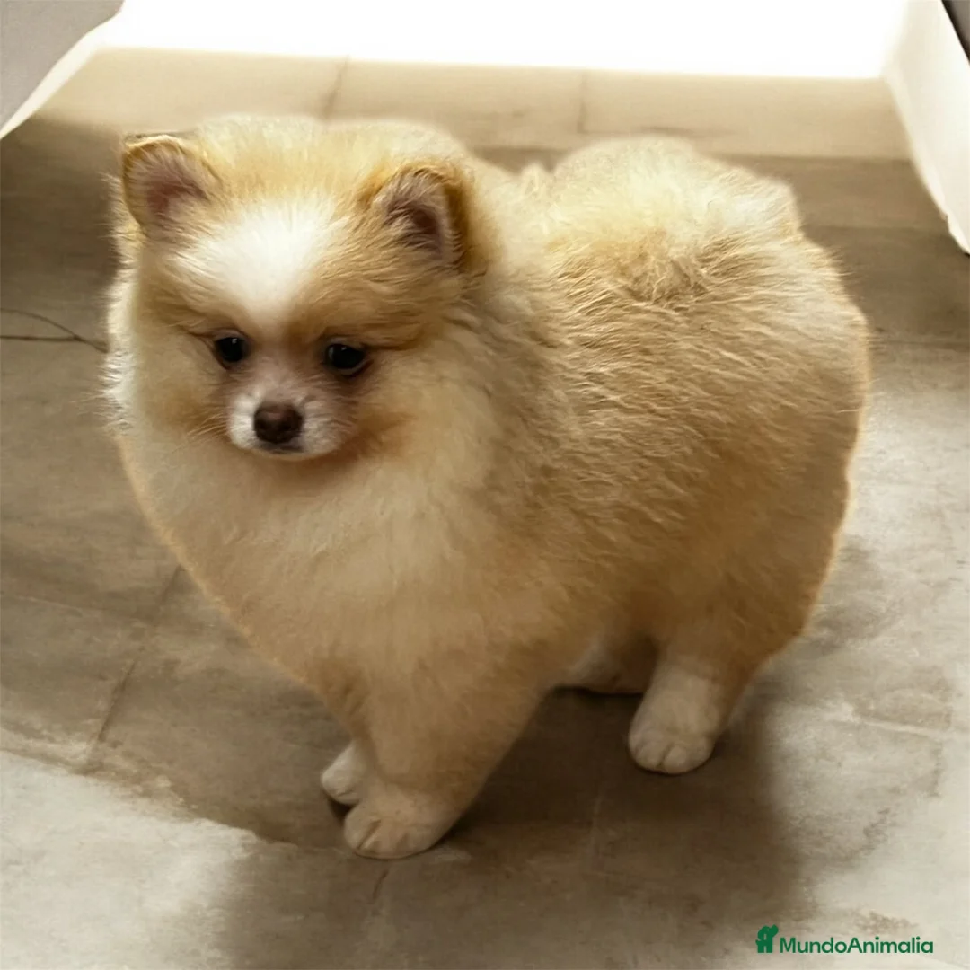 Pomerania perros en venta: Pomerania - Anuncio 16