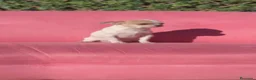 Chihuahua perros en venta: Chihuahua  - Anuncio 4