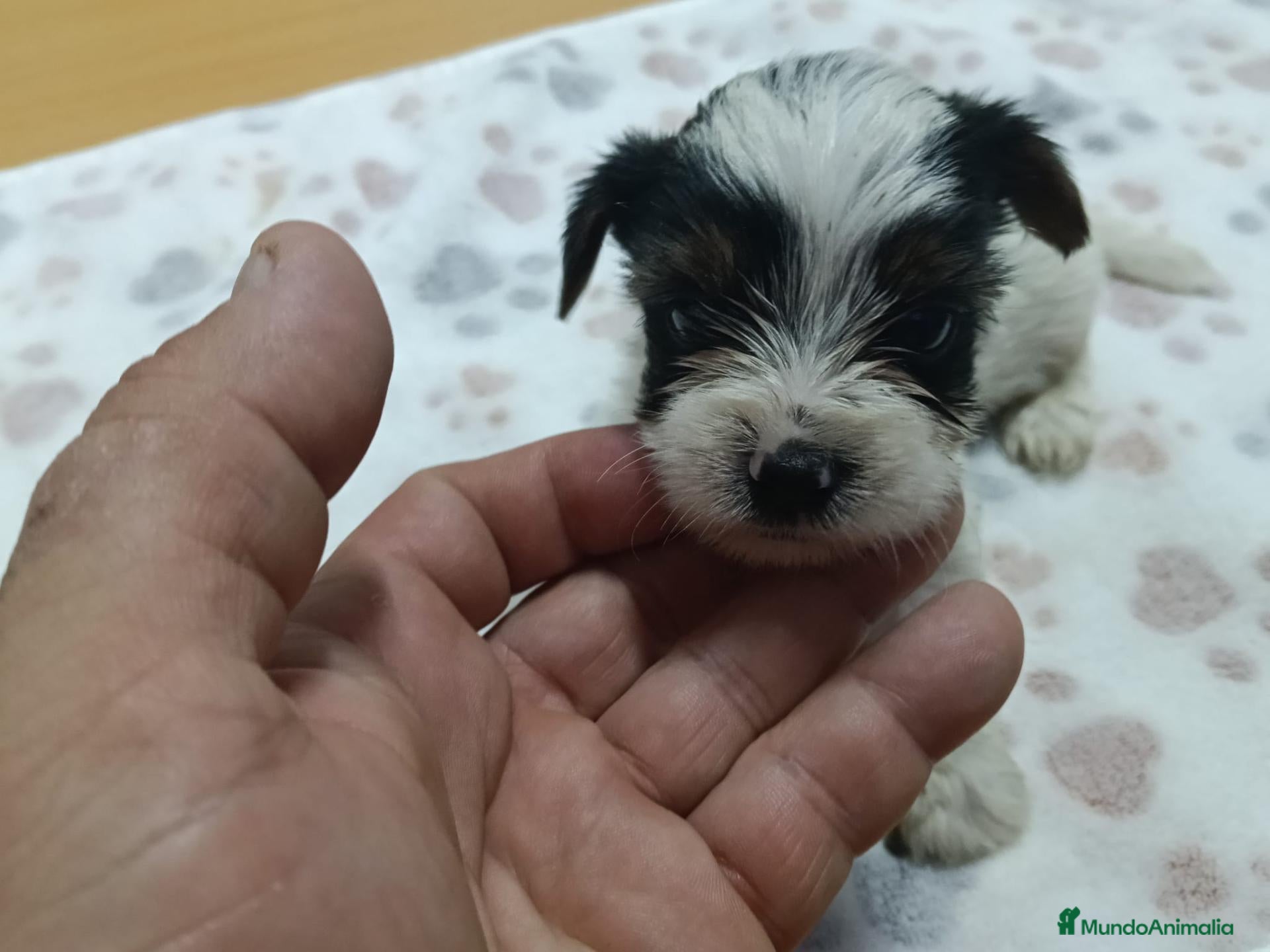 Yorkshire Terrier perros en venta: YORKSHIRE BIEWER MACHO - Anuncio 3