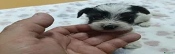 Yorkshire Terrier perros en venta: YORKSHIRE BIEWER MACHO - Anuncio 1