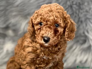 Caniche Enano perros Caniche rojo en Barcelona - Anuncio 20