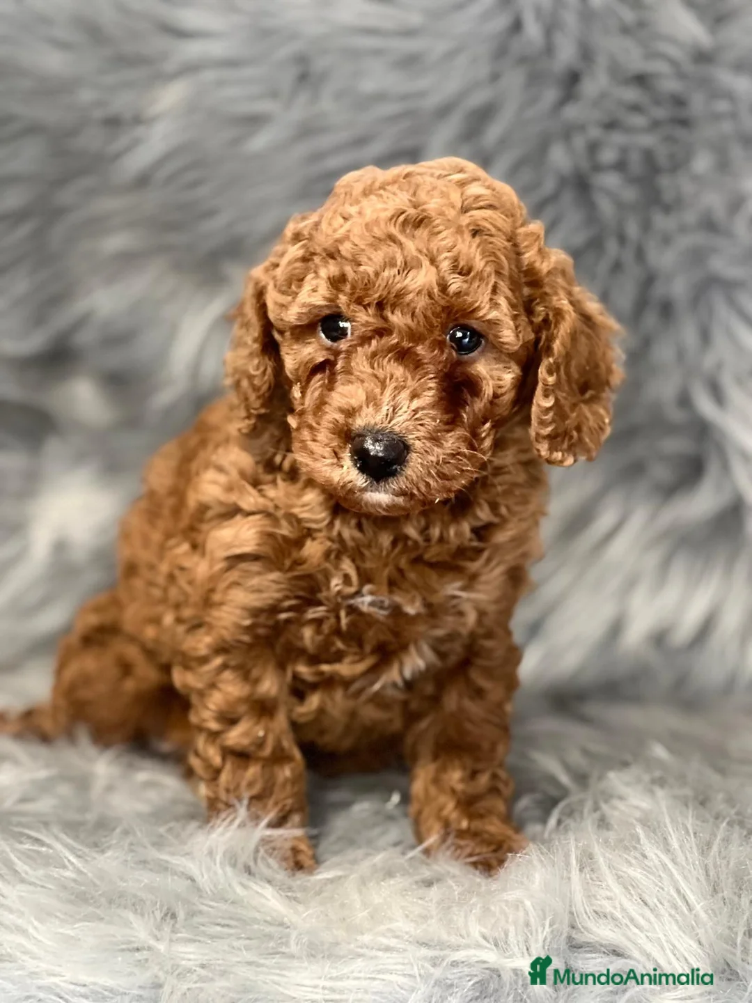 Caniche Enano perros en venta: Caniche rojo en Barcelona - Anuncio 1