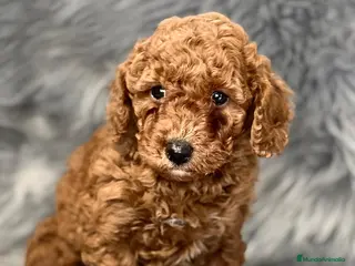 Caniche Enano perros Caniche rojo en Barcelona - Anuncio 13