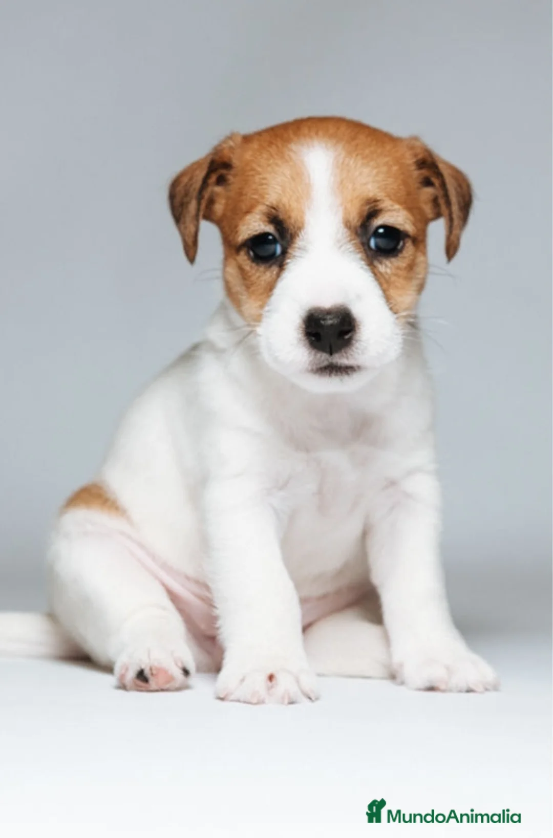 Jack Russell Terrier perros en venta: Jack russel - Anuncio 2