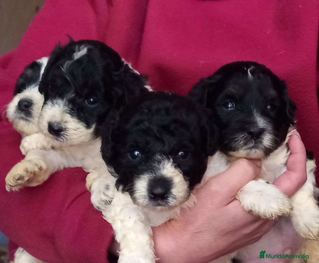 Caniche Toy perros en venta: Machos caniche particolor  - Imagen 1