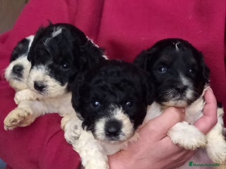 Caniche Toy perros - Anuncio 21