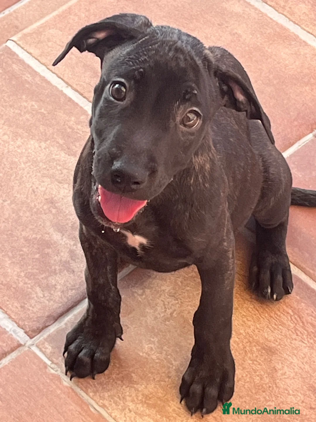 American Pit Bull Terrier perros en venta: Pitbull hembras  - Anuncio 5