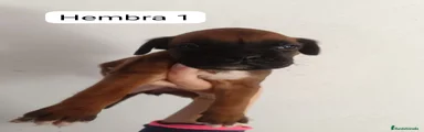 Boxer Cachorro 5
