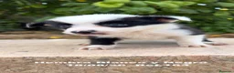 Border Collie perros en venta: BORDER COLLIE DE VILLA BIZNAGA - Anuncio 25
