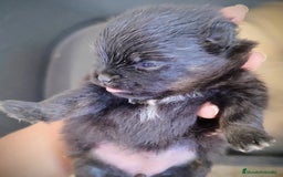 Pomerania perros en venta: Lulú de Pomerania cachorro - Anuncio 7