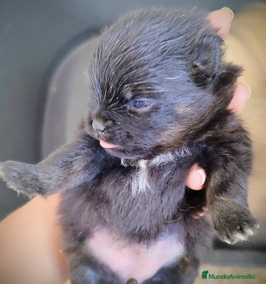 Pomerania perros en venta: Lulú de Pomerania cachorro - Anuncio 7