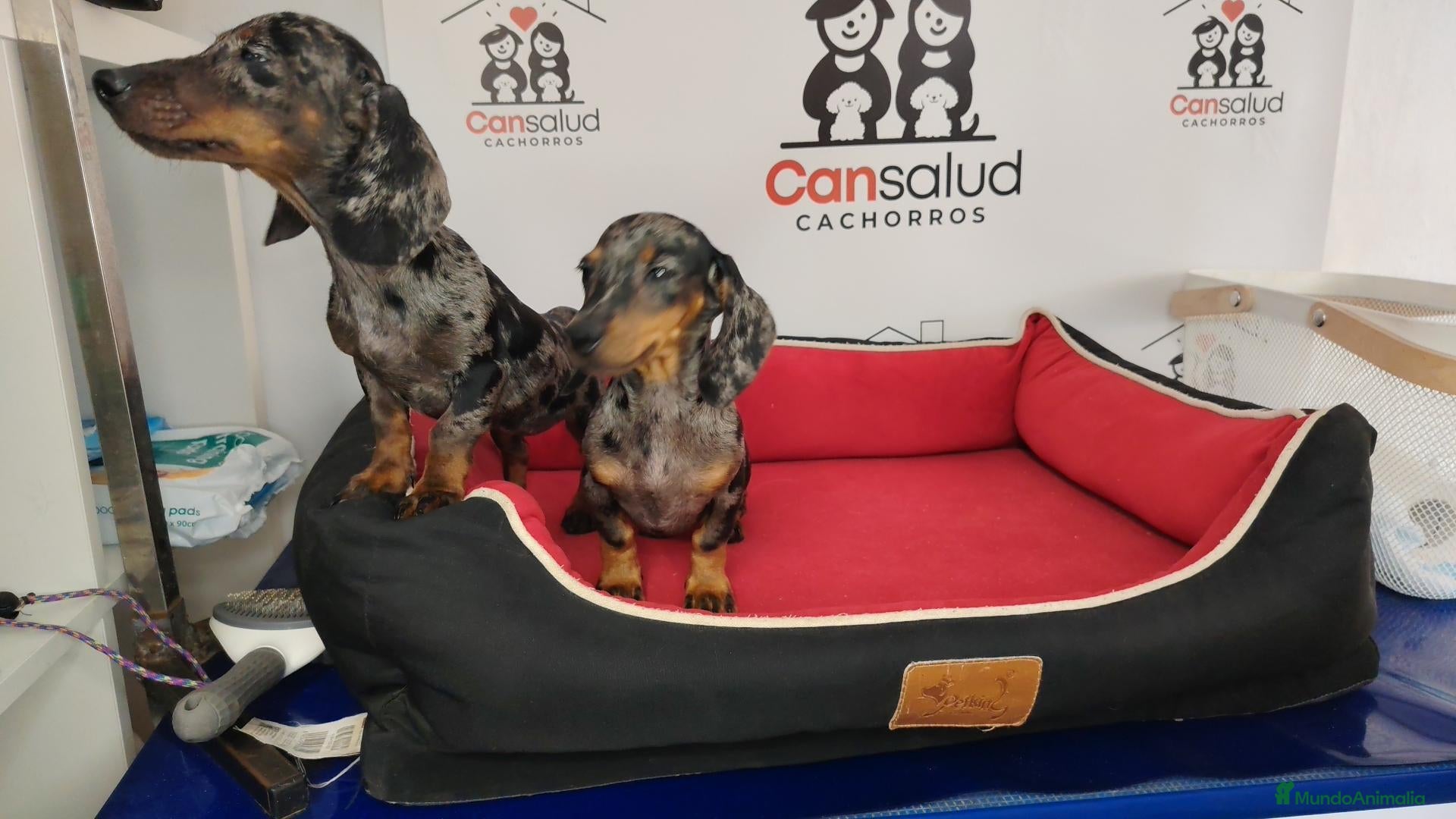 Teckel perros Teckel Arlequín plata - Anuncio 2