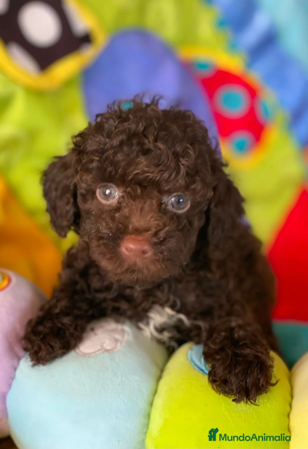 Caniche Toy perros en venta: Oportunidad, caniche toy chocolate - Anuncio 1