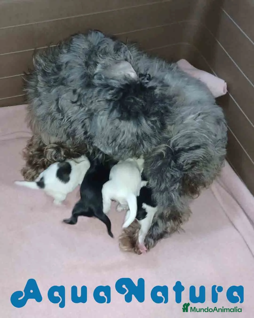 Bichón Habanero perros en venta: Camada Bichon Habanero de Kyi Junior AQUANATURA - Anuncio 1