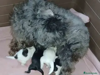 Bichón Habanero perros Camada Bichon Habanero de Kyi Junior AQUANATURA - Anuncio 1