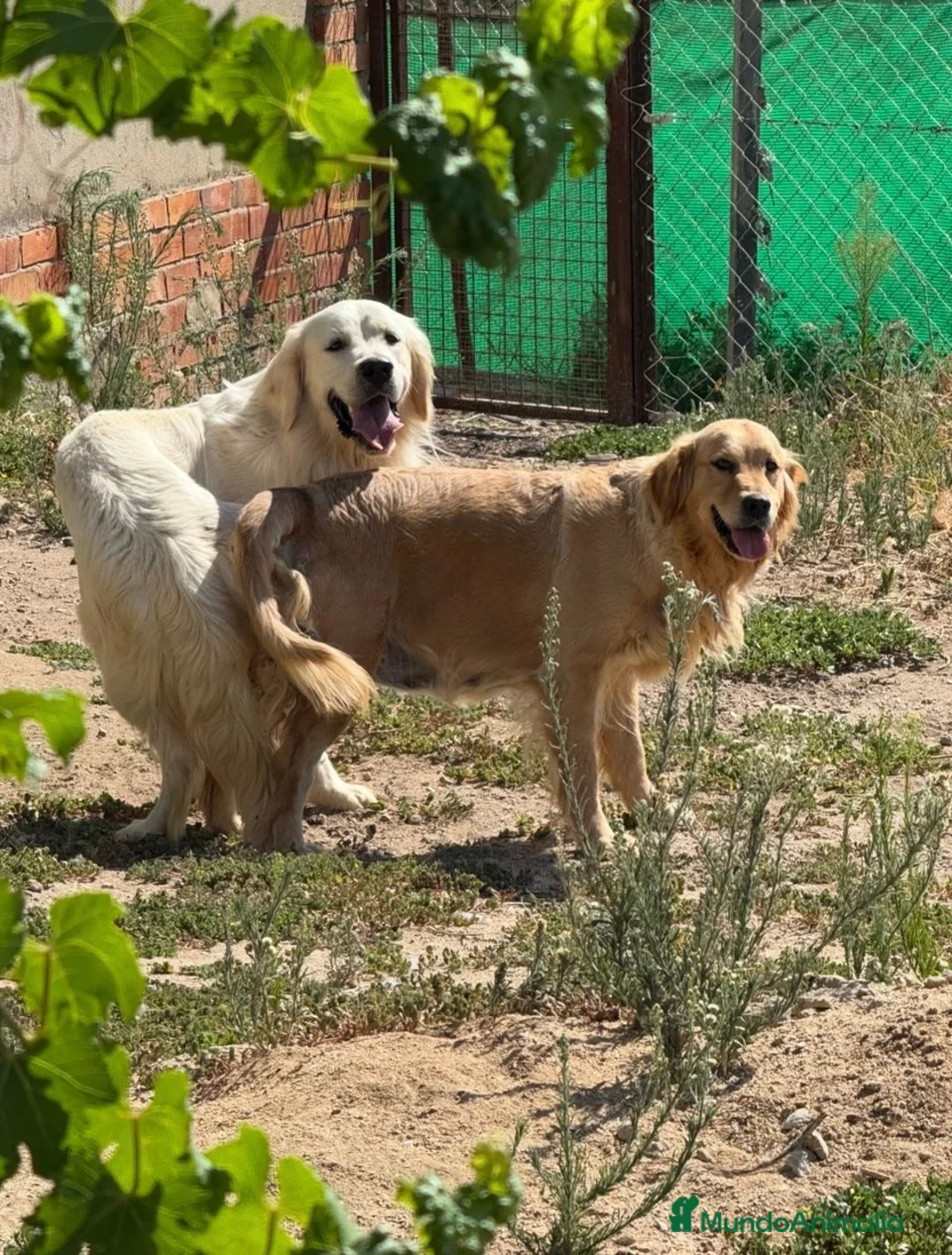 Golden Retriever perros en venta: Golden retriever línea americana para entregar ya - Anuncio 1