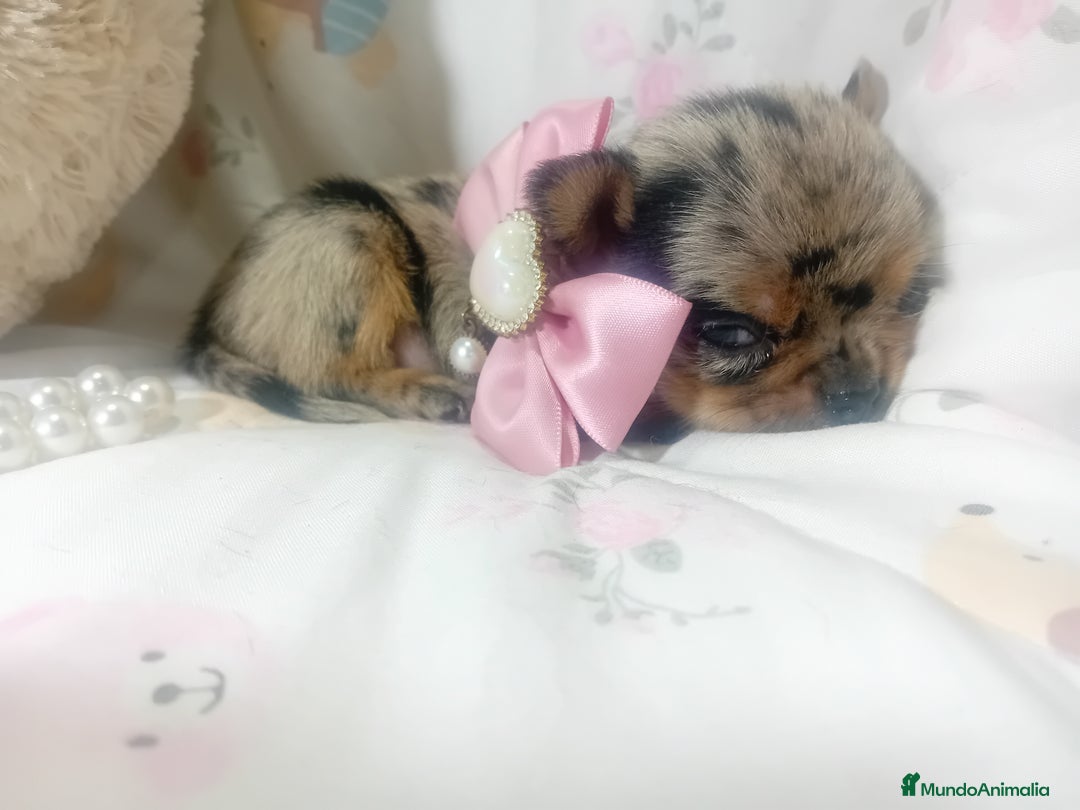 Chihuahua perros en venta: ‼️‼️Chihuahuas muy cariñosos tamaño mini - Imagen 4