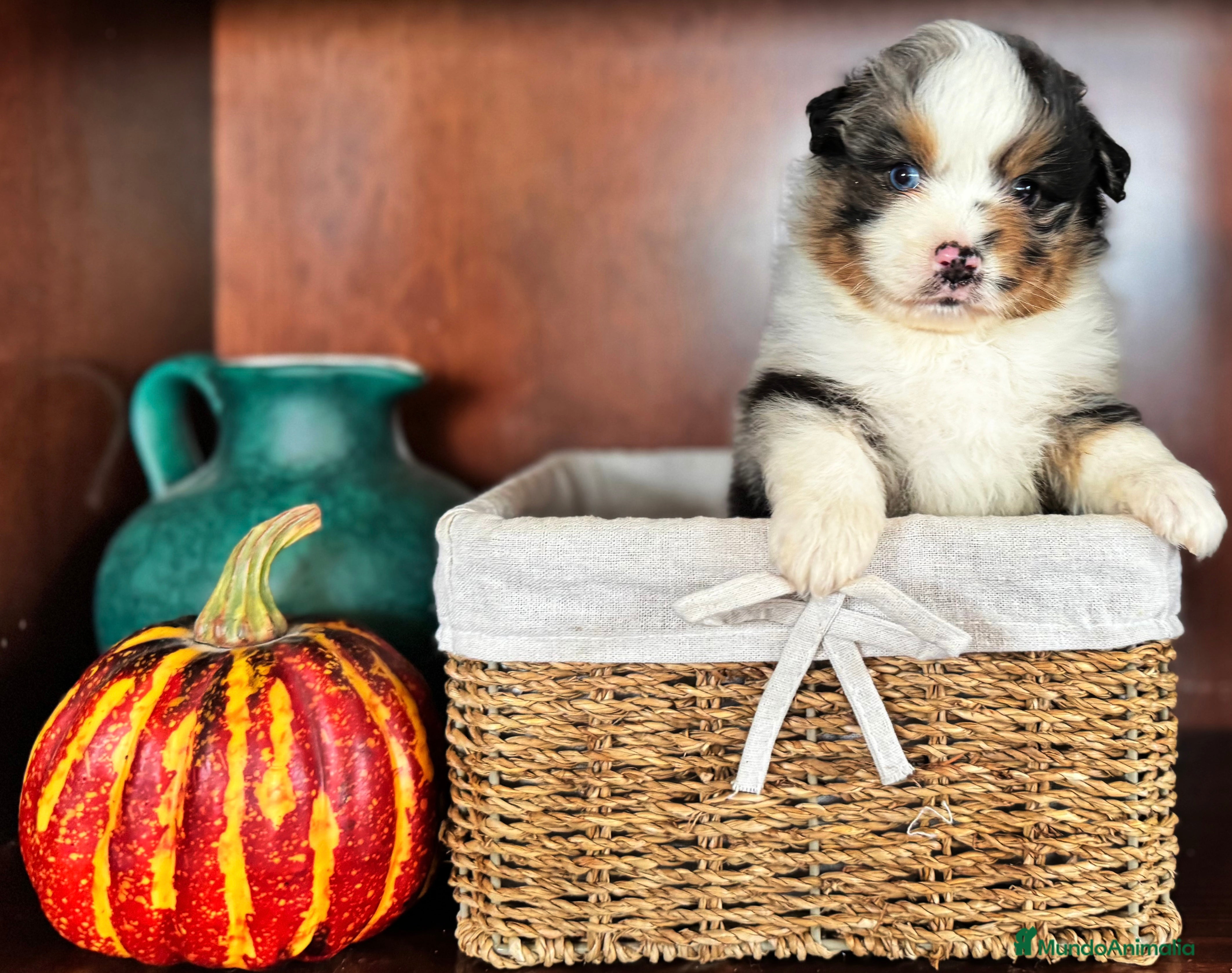 Pastor Miniatura Americano perros Pastor Miniatura Americano  - Anuncio 2