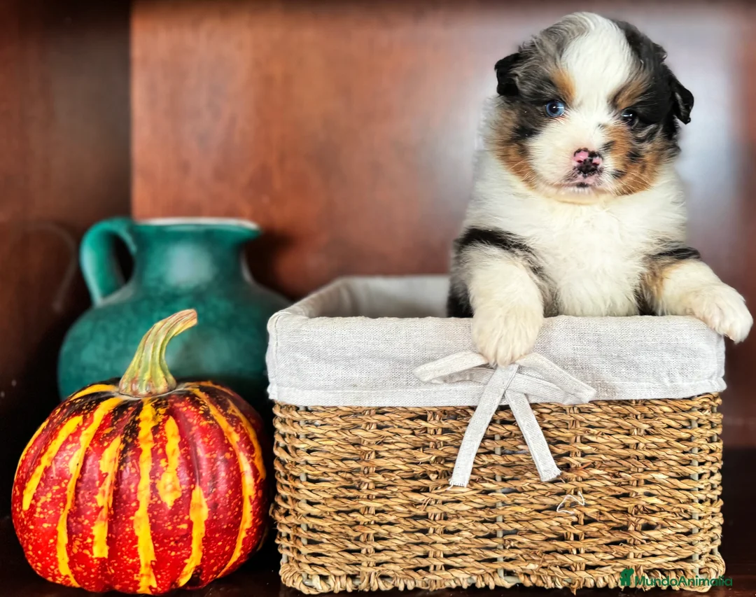 Pastor Miniatura Americano perros en venta: Pastor Miniatura Americano  - Anuncio 2