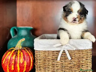 Pastor Miniatura Americano perros Pastor Miniatura Americano - Anuncio 2