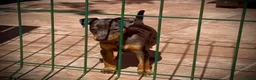 Pinscher Miniatura perros en venta: Caraby Harlequin Pinscher Benidorm  - Anuncio 6