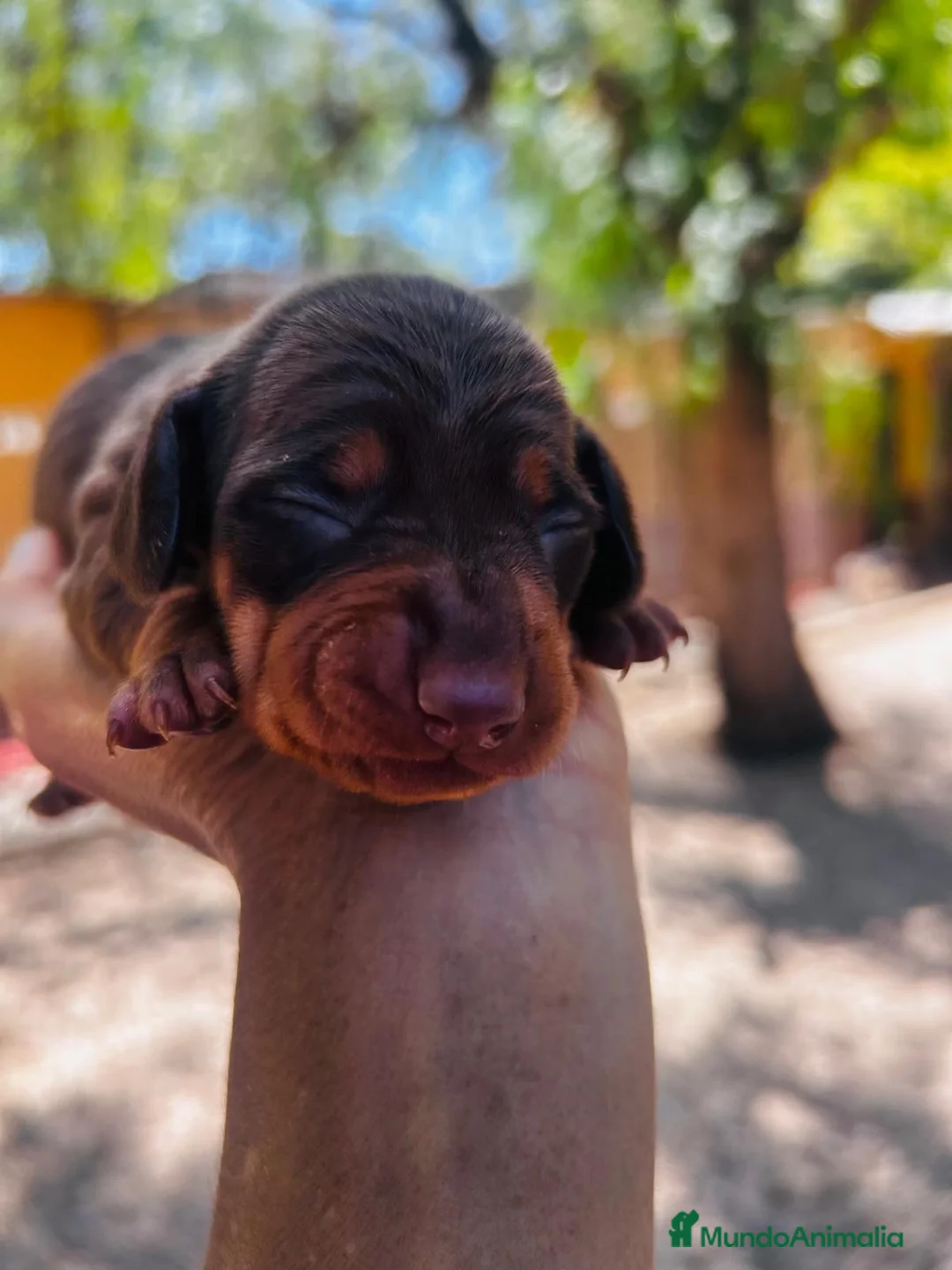 Teckel Miniatura perros en venta: Teckel Kaninchen. Excelente pedigree - Anuncio 5