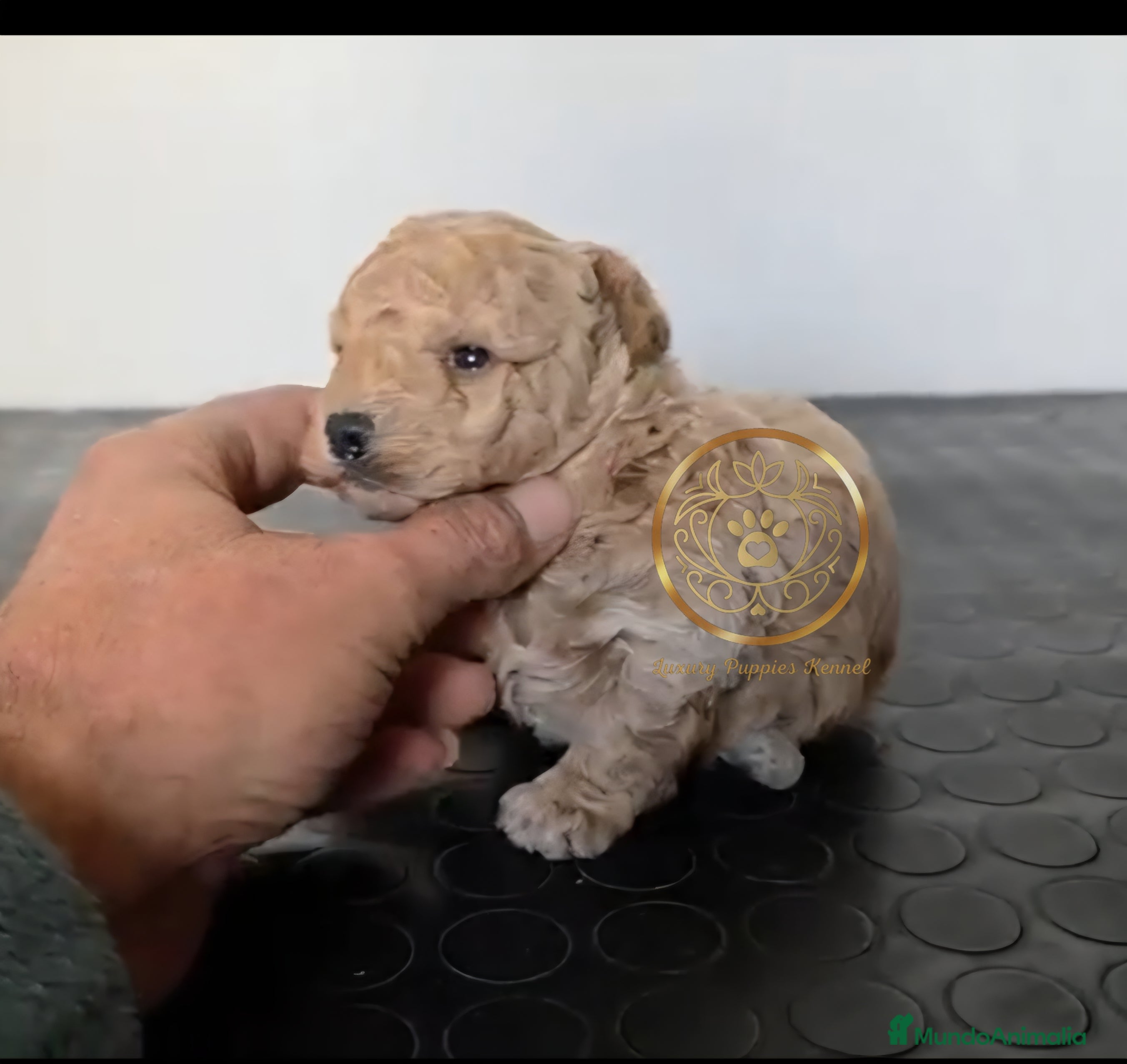 Caniche Toy perros Caniche toy / enanos - Anuncio 19