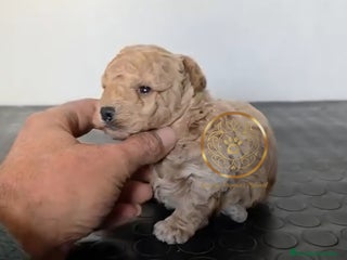 Caniche Toy perros Caniche toy / enanos - Anuncio 1